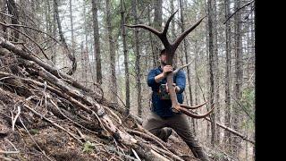 GIANTS ONLY!!! Huge elk sheds! 400" single and season highlights      4K