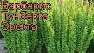 Барбарис тунберга Эректа (berberis thunbergii erecta)  обзор: как сажать, саженцы барбариса Эректа