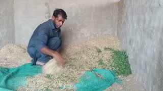 my morning routine in the village | gaon ki Subah aur kam | my village life in Pakistan | very munda