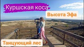 Куршская коса. Высота Эфа. Танцующий лес. Калининградская область.