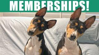 Basenji Adventures Memberships! 