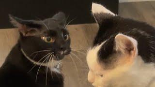 Little kitty mad at big kitty trying to ‘eat her’ | Cats Playing