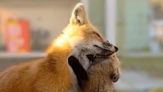 Kind fox adopts babies who lost mom