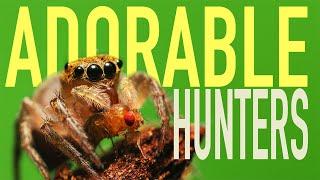 Adorable Spiders Killing Things