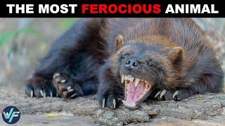 Wolverine - the Most Ferocious Animal in the World