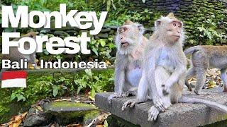 Sacred Monkey Forest Ubud Bali -  Indonesia