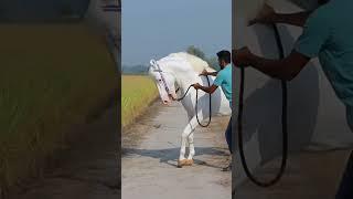 nukra horse breed # horse lovers #shorts #breeding