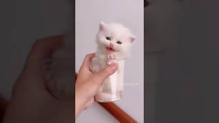 She Just Walked In and Stole My Heart #cute   #cat #kitten #meow  #funny
