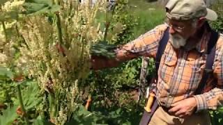 How to Grow Turkey Rhubarb with Michael Pilarski "Skeeter"