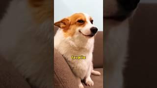 Corgi:l feel insulted #animals #shortvideo #cute #funny #dog