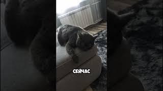 Тоффи рад подписчикам🫎 #котопес #cat #кот #котики #юмор #прикол #котик #топ