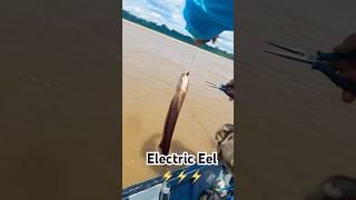 Electric Eel ️ | Our First Full Day Fishing in The Amazon Rainforest | Tambopata | In Lovely Blue