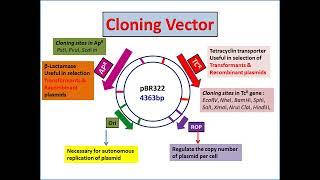 pBR322: Plasmid, Cloning Vector