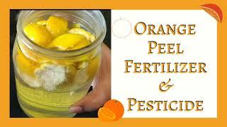 Natural Pest Control with Orange Peel Fertilizer | Eliminate Aphids, Ants & Spider Mites!