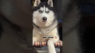 One Month Vs One Year Siberian husky transformation #feed #dog #husky #pets #cute #dog #puppy #loyal