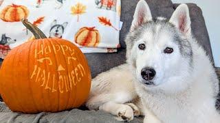 I think The Huskies are Ready for Halloween!