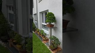 31 new family members#bonsai #fyp #fy #garden #penjing #summer #idea #inspiration