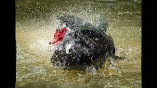 Muscovy In Motion A Video Album