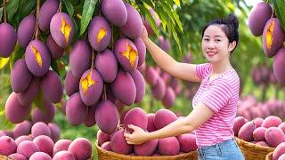 Harvesting Giant Seedless Purple Mango Go To Market Sell | World's Largest Purple Mango | Farm Life