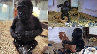 He Has a Name Now! The Rescued Baby Gorilla from Istanbul Airport Finds Hope at Polonezköy Zoo