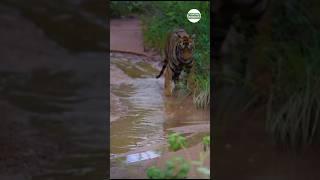 Tiger vs King Cobra #wildlife #shorts #ytshorts #travelfromhome #tadoba #wildlife #viral #trending