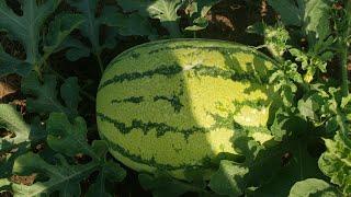 Sukari F1 Watermelon Farming in Northern Uganda - Maximizing Yields and Profit