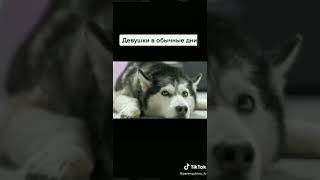 Хаски, парни! #мемы #husky #хаски #pov