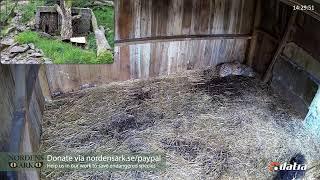 Amur tiger cubs playing at Nordens Ark