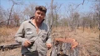 Modern poaching in Africa - RedWood Современное браконьерство, Африка - "грабители-краснодеревщики"