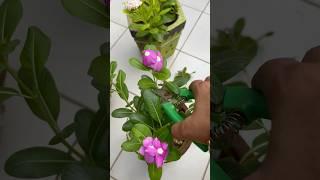Pruning Of Vinca Plants ‍|#motivation #homegarding #ytshotstrending