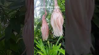 queen of the night magic flower