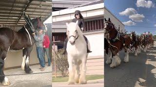 Big Horses Compilation