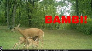 Game Trail Camera Videos - 1 year in Wisconsin (2018)