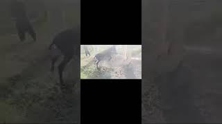 Natural Mating Donkey #animals #donkey #mating
