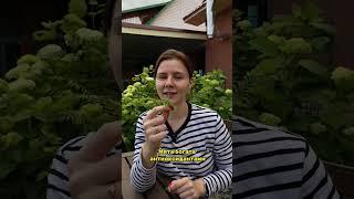 Самые главные свойства мяты #дача #огород #сад #мята #полезныесвойства