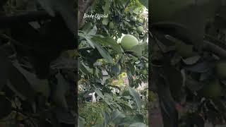 American Anna Apple #homegarden #apple #garden
