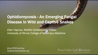 Ophidiomycosis - An Emerging Fungal Disease in Wild and Captive Snakes with Dr. Ellen Haynes