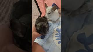 please follow and subscribe if you love chinchillas
