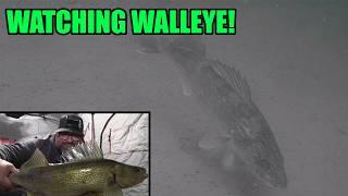 Sight Fishing Walleye and Ice Fishing Underwater Camera!