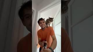 Bella Exploradora #cats #gatos #cat #gato #catshorts #catvideos #catlovers #gatitos #catsoftiktok