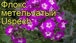 Флокс метельчатый Успех (Uspech). Краткий обзор, описание характеристик, где купить саженцы