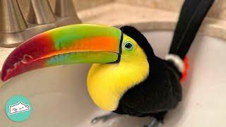 Rescue Toucan Grows Into Curious And Quirky Bird | Cuddle Birds