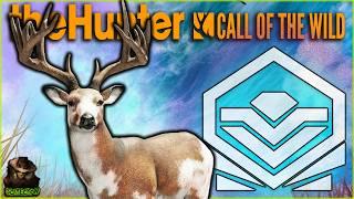 *SUPER RARE* Hunting A MAX WEIGHT Diamond Piebald Whitetail Deer! Call of the wild