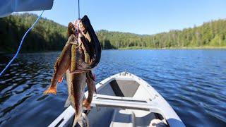 Summer Mountain KAYAK Trout Fishing!! (Catch & Cook)
