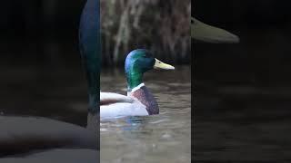 Mallard! #short #duck #mallard #wildlife #water