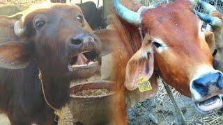 buffalo and cow video | animal video #cow #baffalo #sound #animals #village