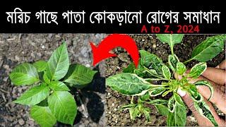 মরিচ গাছে পাতা কোকড়ানো রোগের ১০০% সমাধান - Ultimate Guide to Beat Leaf Curl Disease