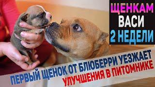 Как подросли щенки за 2 недели? Что нового в питомнике? Первый щенок Блюберри уезжает.