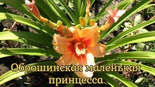 Оброшинская маленькая принцесса – Obroshin Little Princess