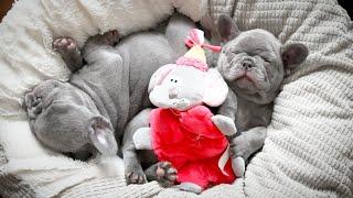 Fluffy Lilac Frenchie Pups - We Beat the Odds!